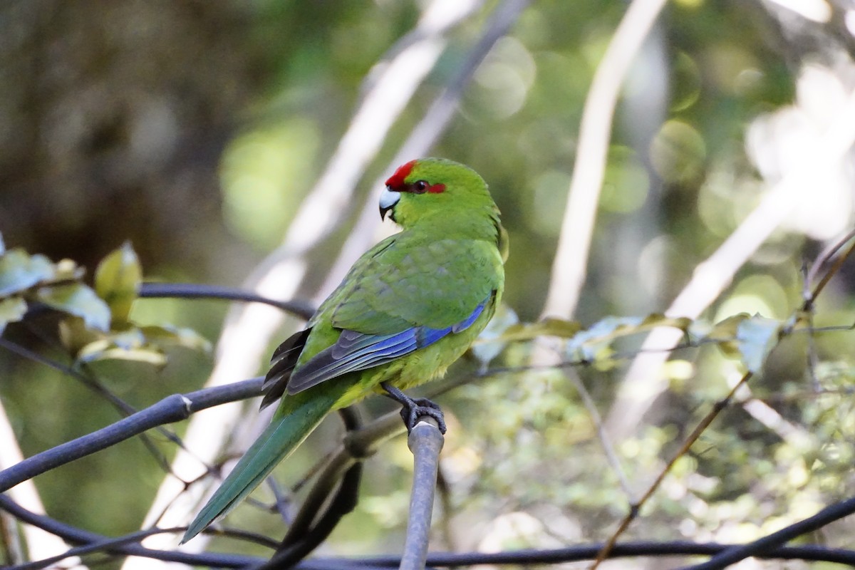 Red-crowned Parakeet - Ulises Cabrera Miranda