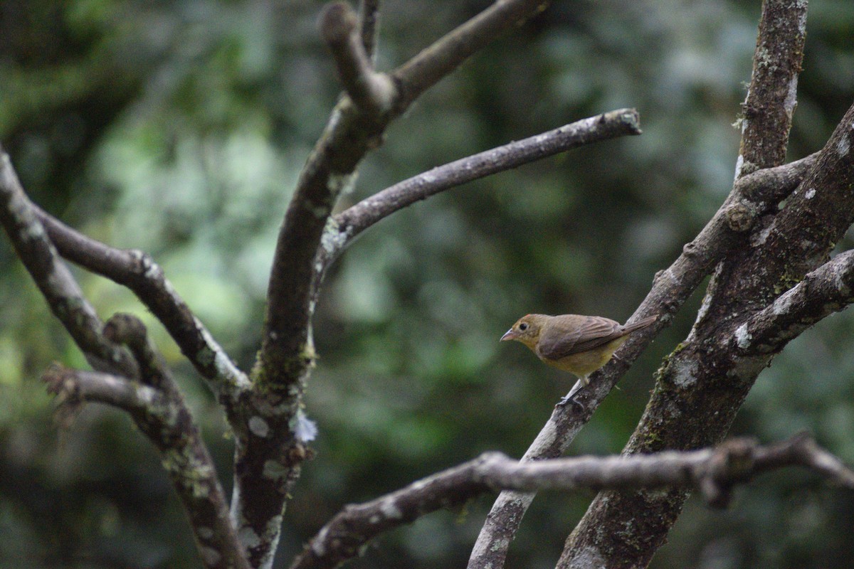 Summer Tanager - ML517576801