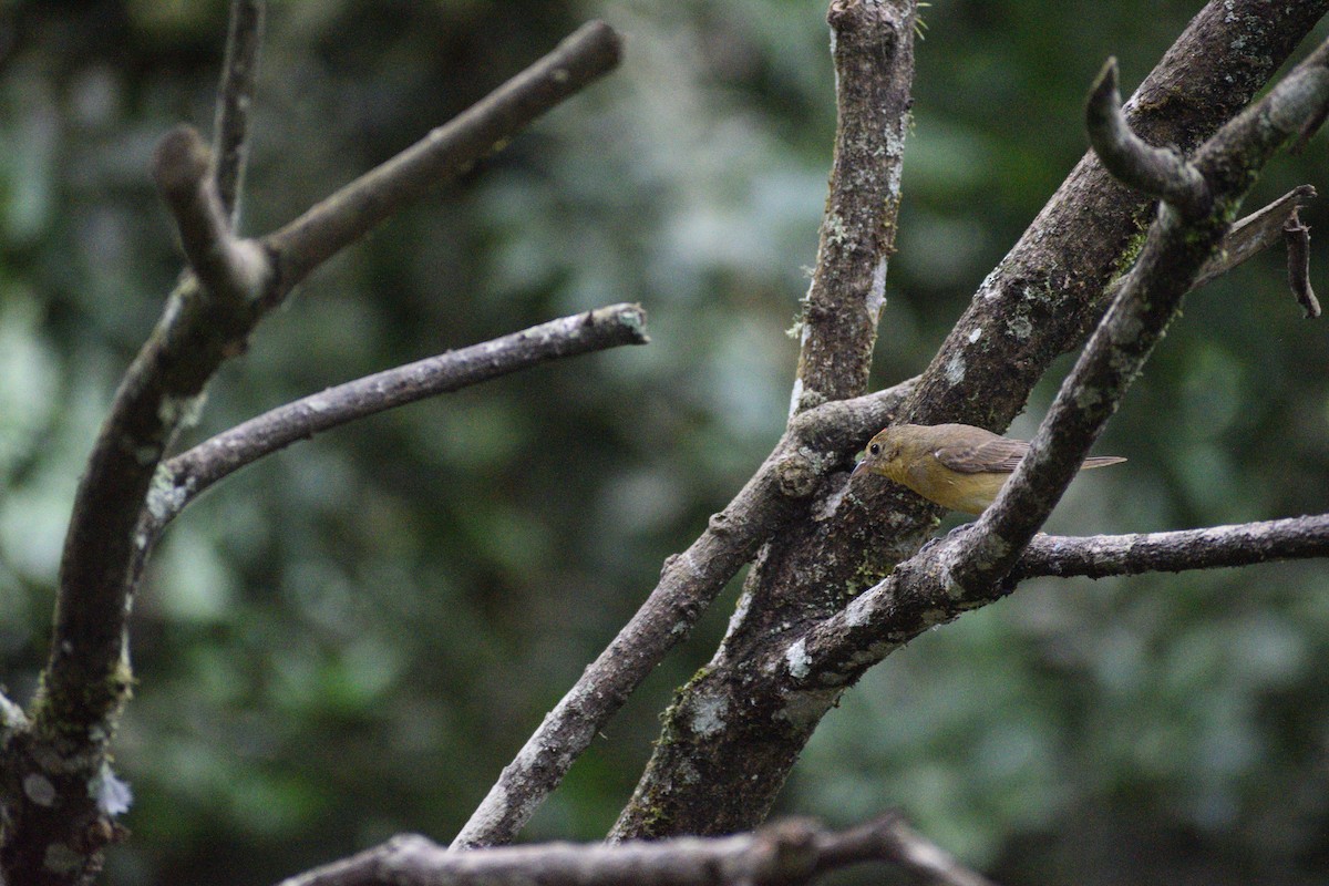 Summer Tanager - ML517576811