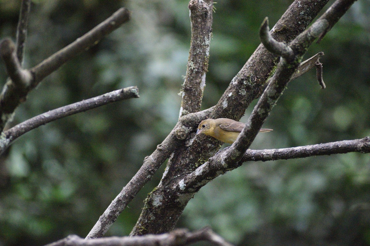 Summer Tanager - ML517576821