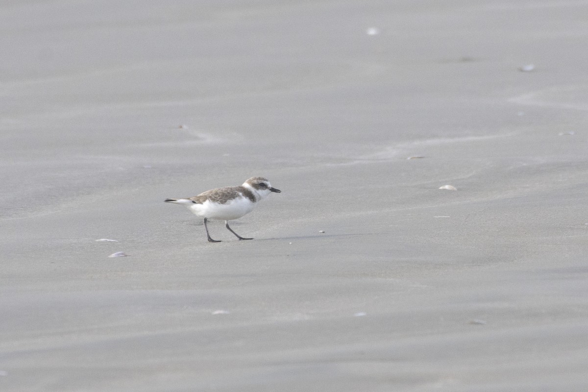 Snowy Plover - ML517579611