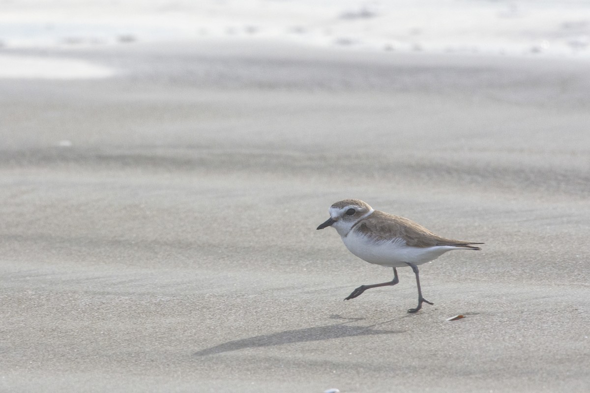 Snowy Plover - ML517579621