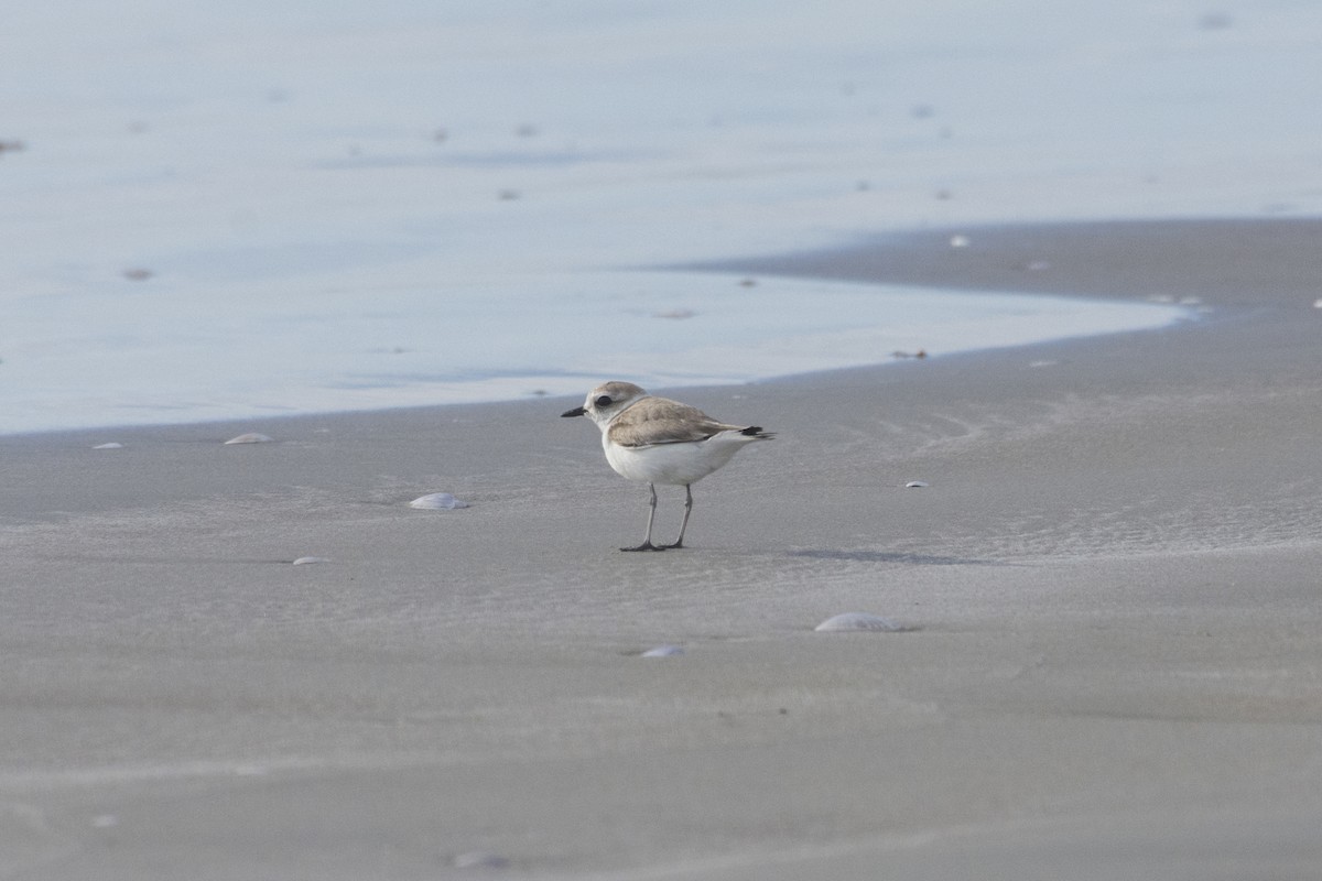 Snowy Plover - ML517579631