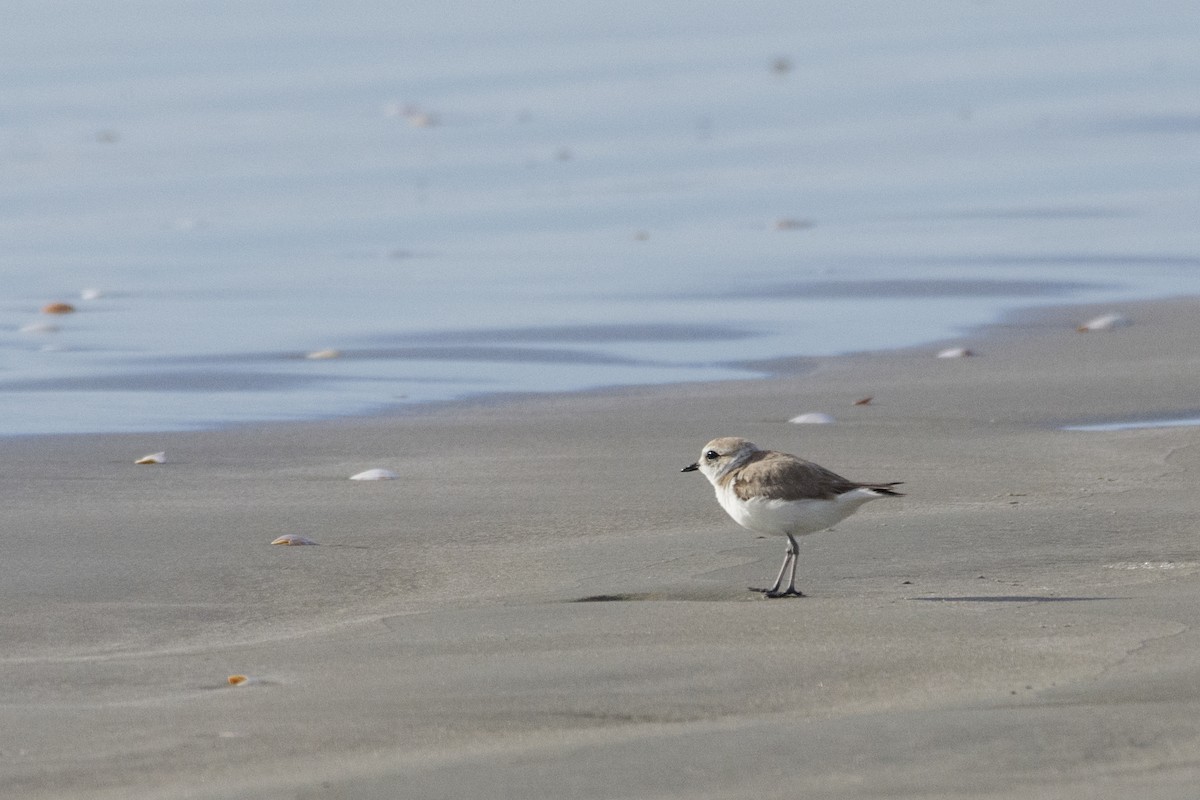 Snowy Plover - ML517579651