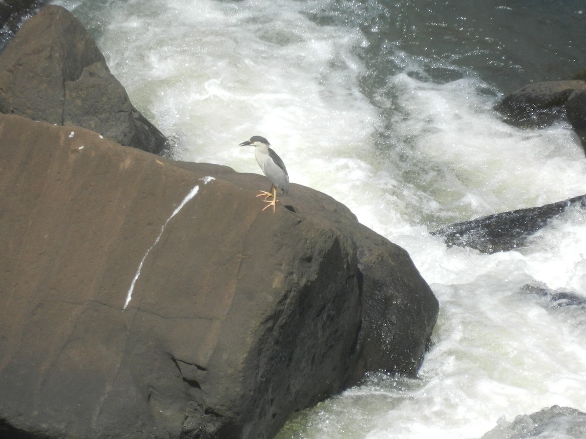 Black-crowned Night Heron - ML517579831