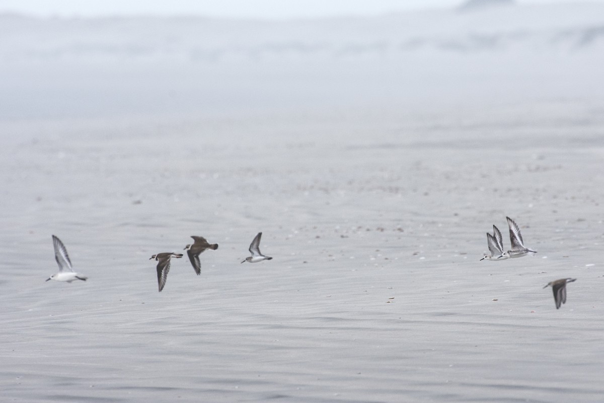 Bécasseau sanderling - ML517580161