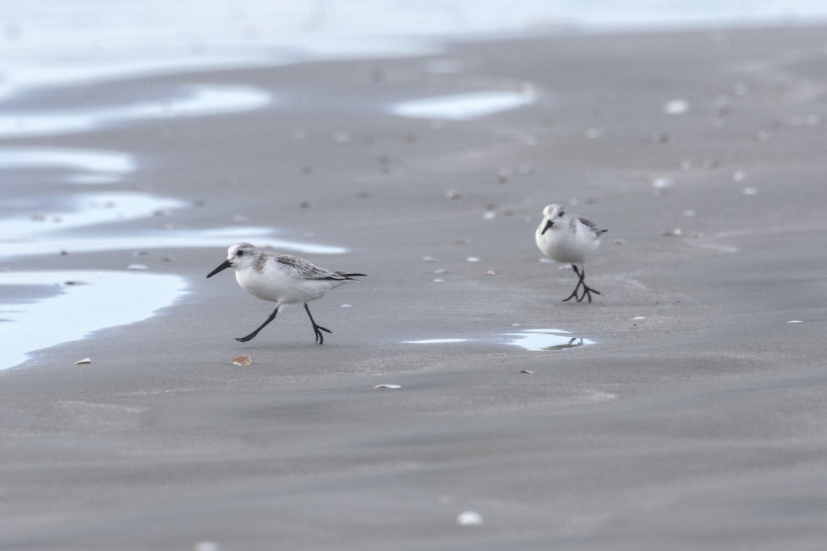 Bécasseau sanderling - ML517580181