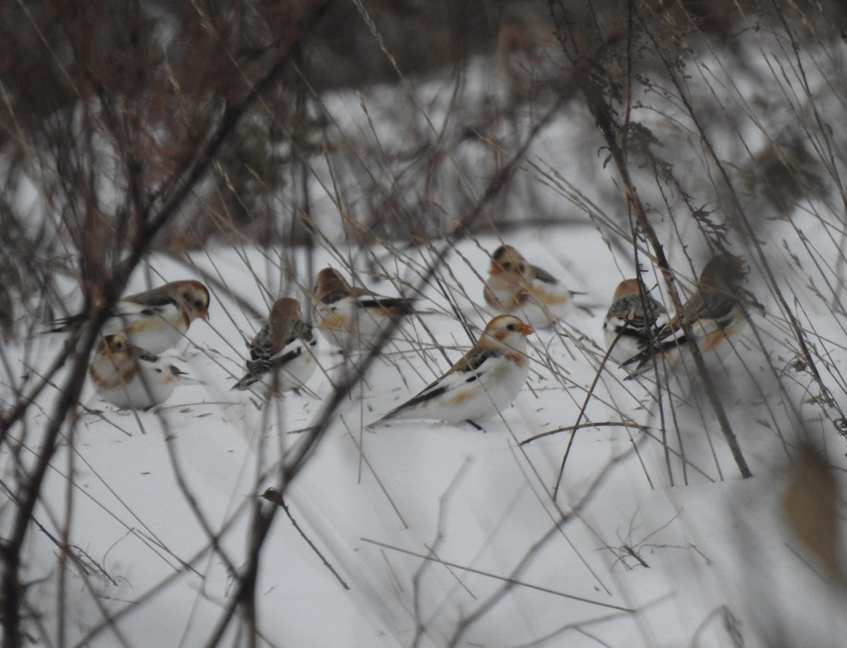 Snow Bunting - Glenn Hodgkins