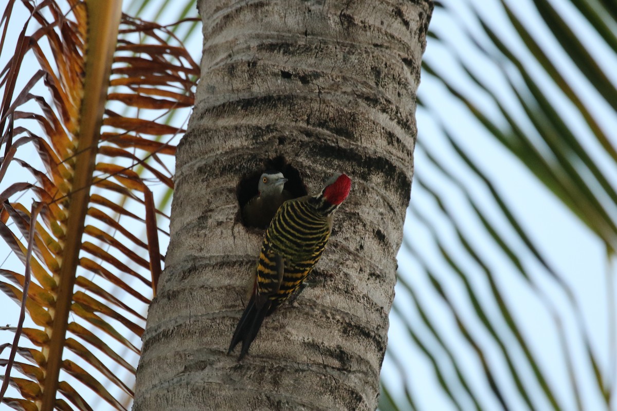 Hispaniolan Woodpecker - Steve Rovell