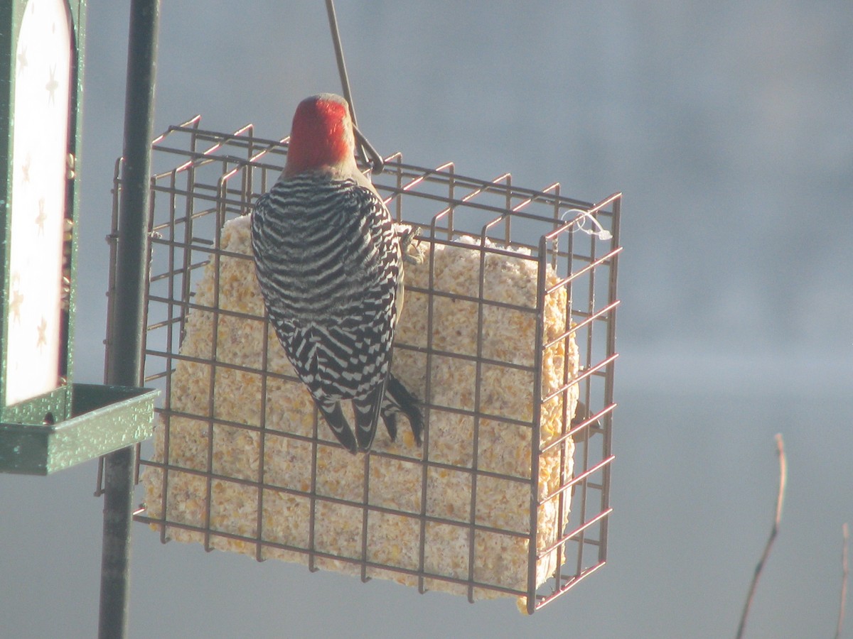 Red-bellied Woodpecker - ML517582191