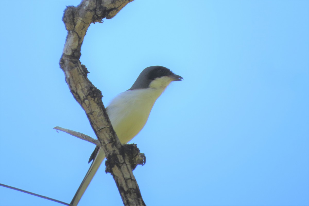 Burmese Shrike - ML517585141