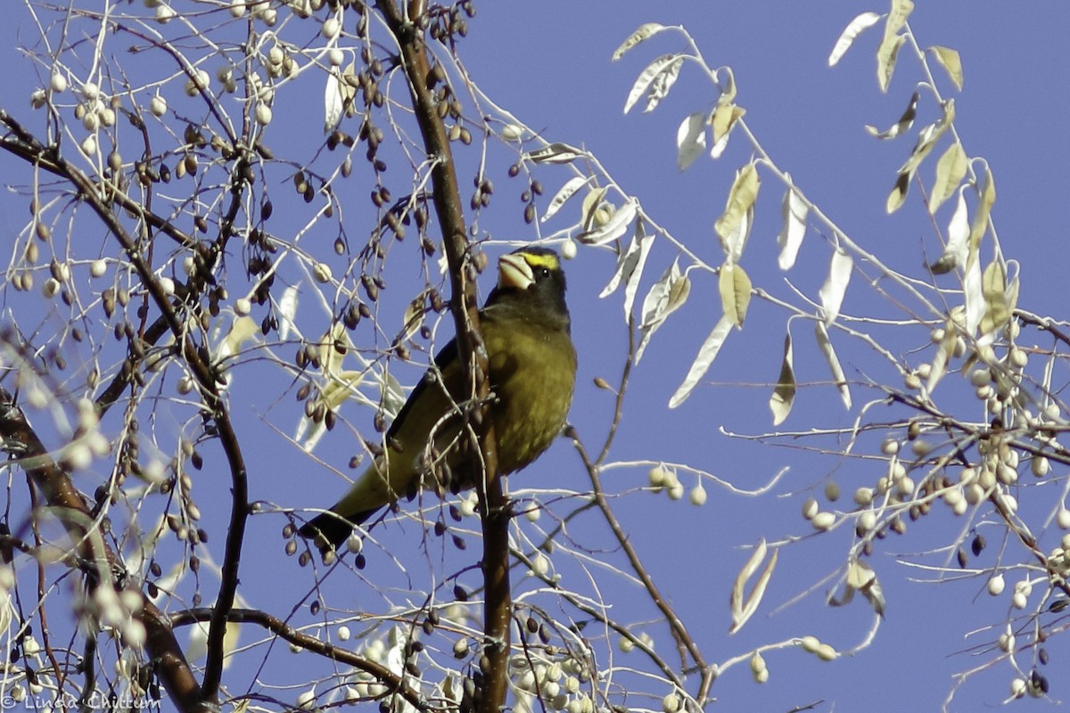 Evening Grosbeak - ML517586161