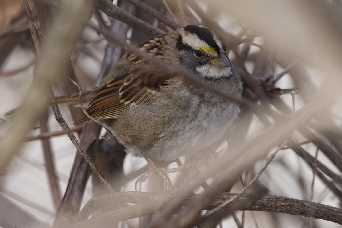 White-throated Sparrow - ML517586761
