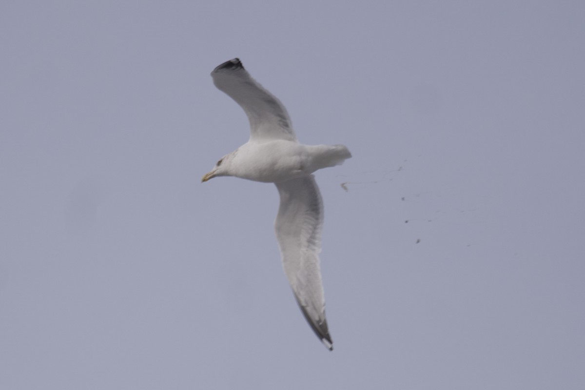 Herring Gull - Greg Hertler