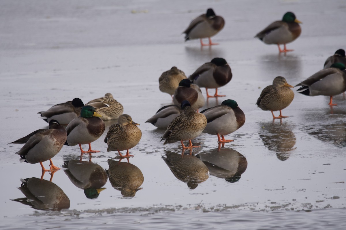 Mallard - Greg Hertler