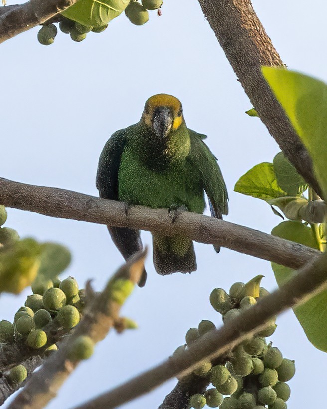 Yellow-fronted Parrot - ML517588461