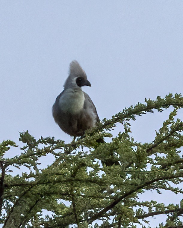 Bare-faced Go-away-bird - ML517589141