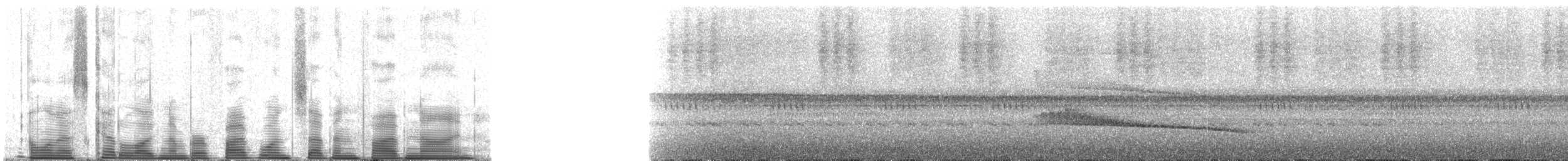 Кокоа плямистий [група aequatorialis] - ML51759