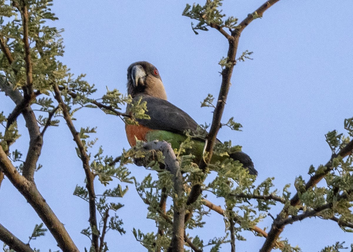 papoušek oranžovoprsý - ML517590371