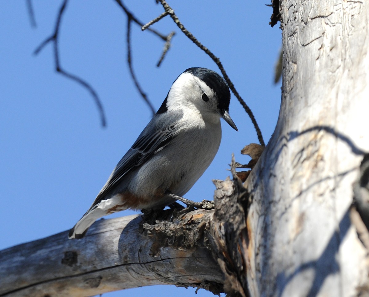 White-breasted Nuthatch - ML51759151