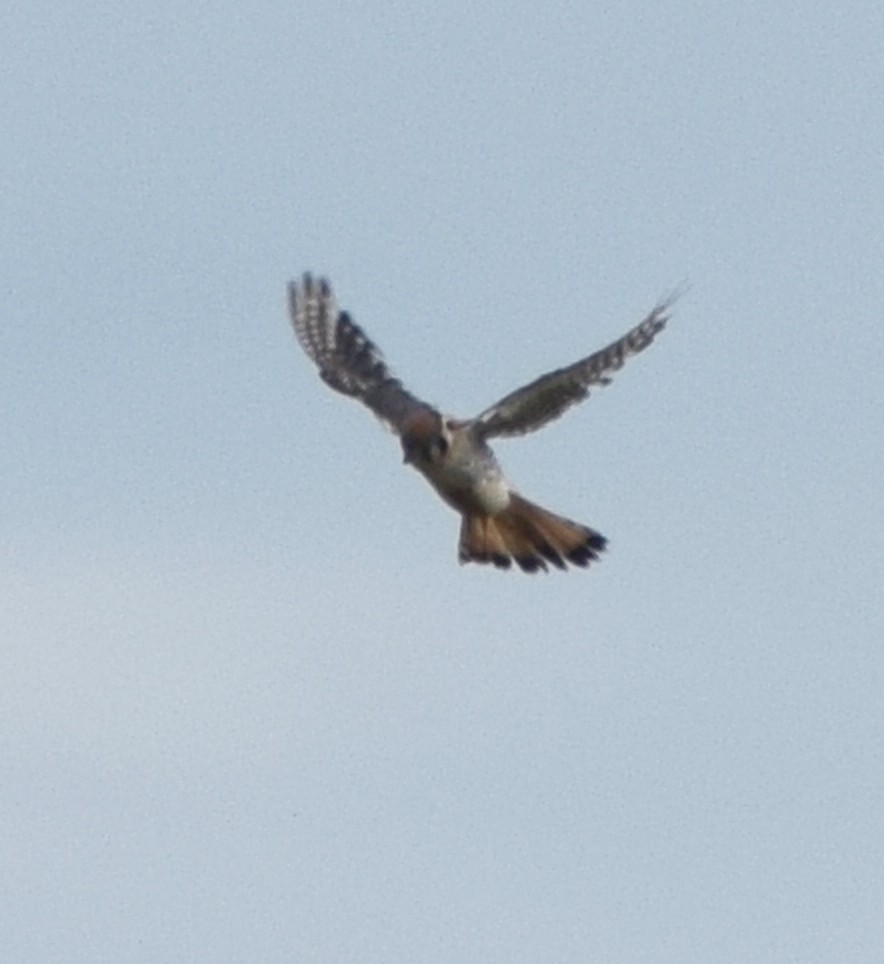 American Kestrel - Richard Buist