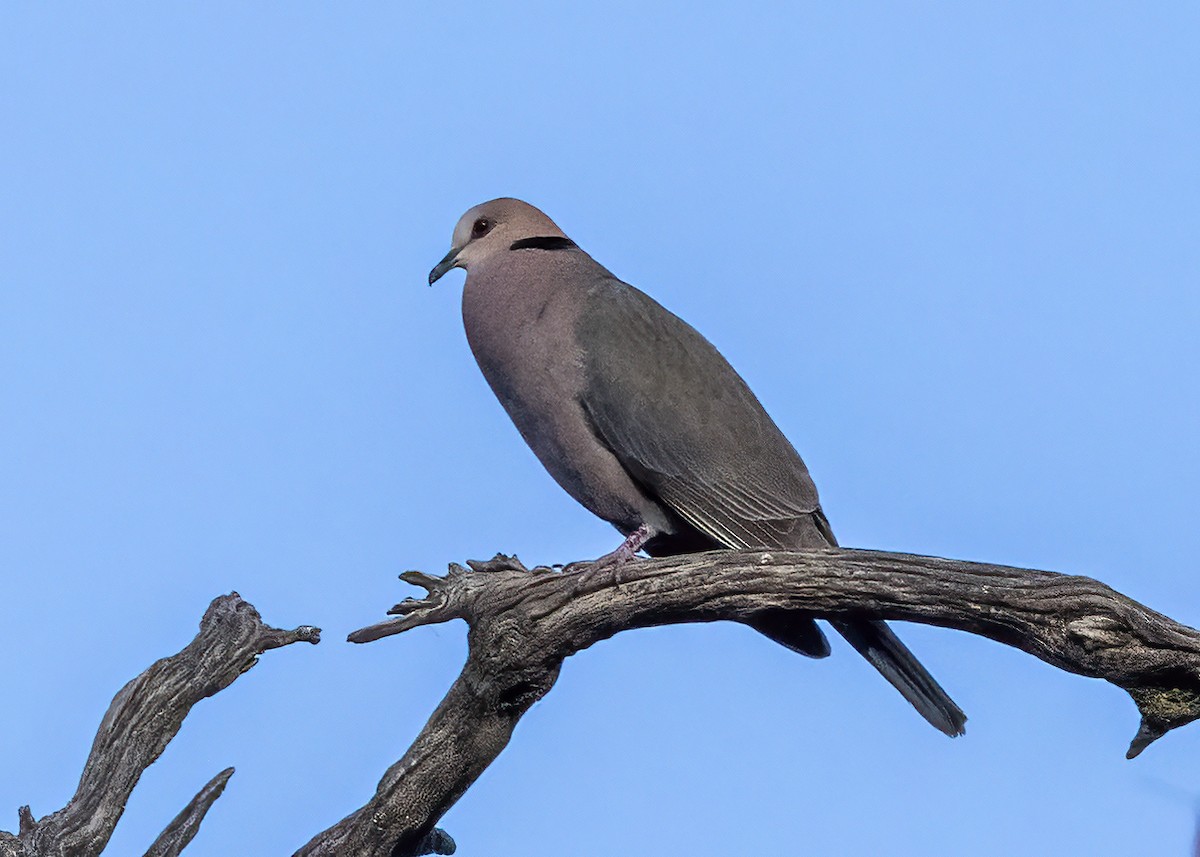 Red-eyed Dove - ML517592371