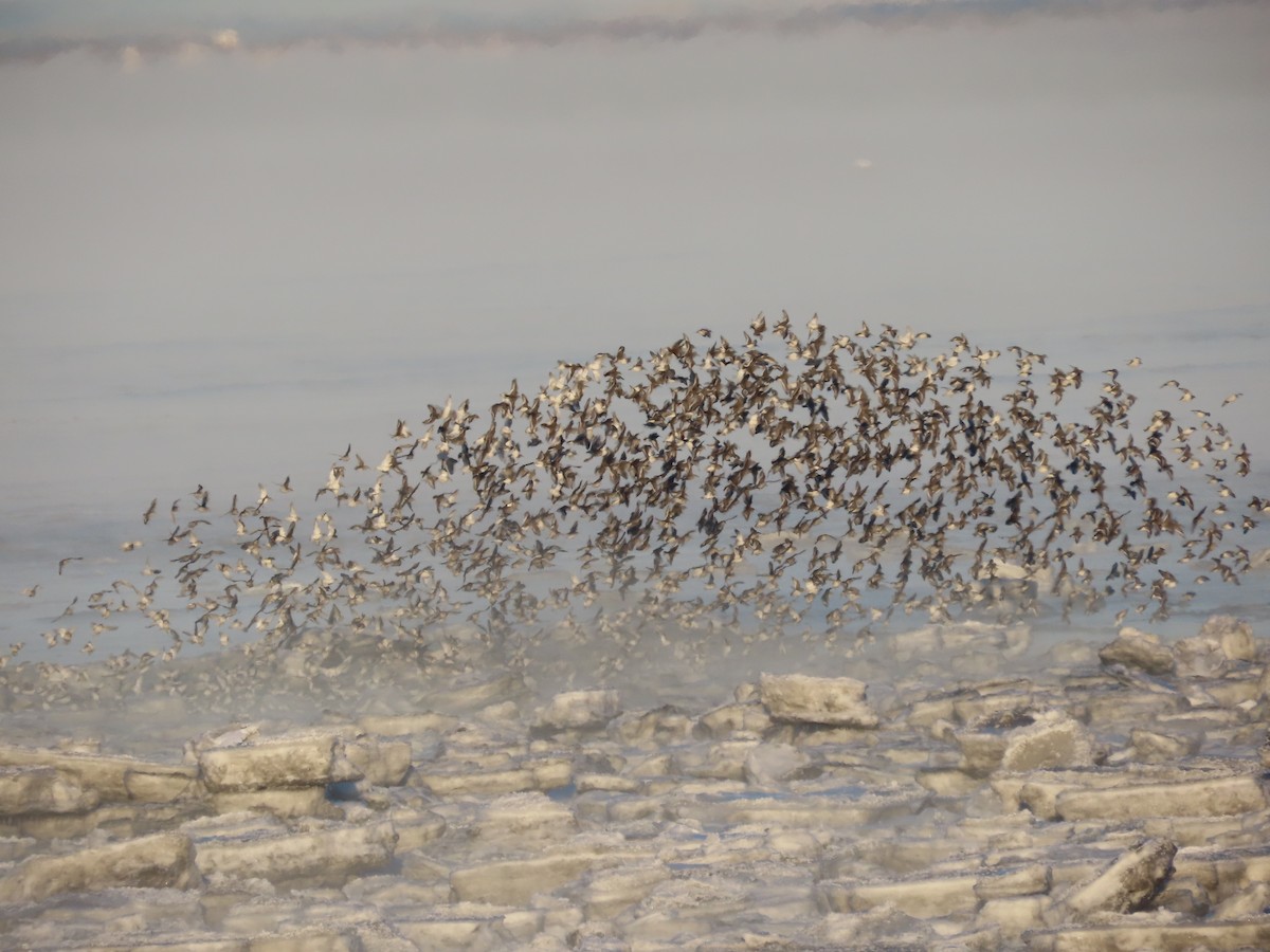 Rock Sandpiper - Laura Burke