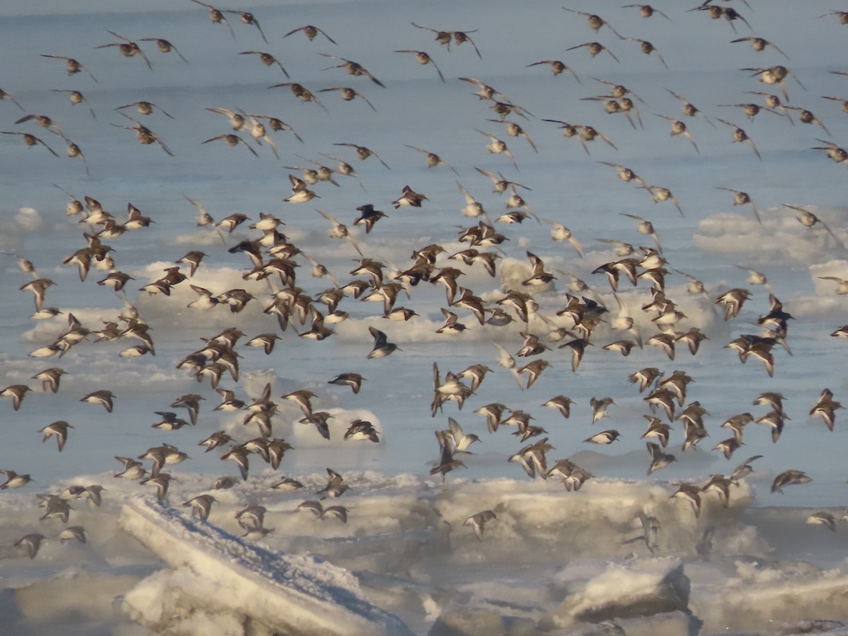 Rock Sandpiper - Laura Burke