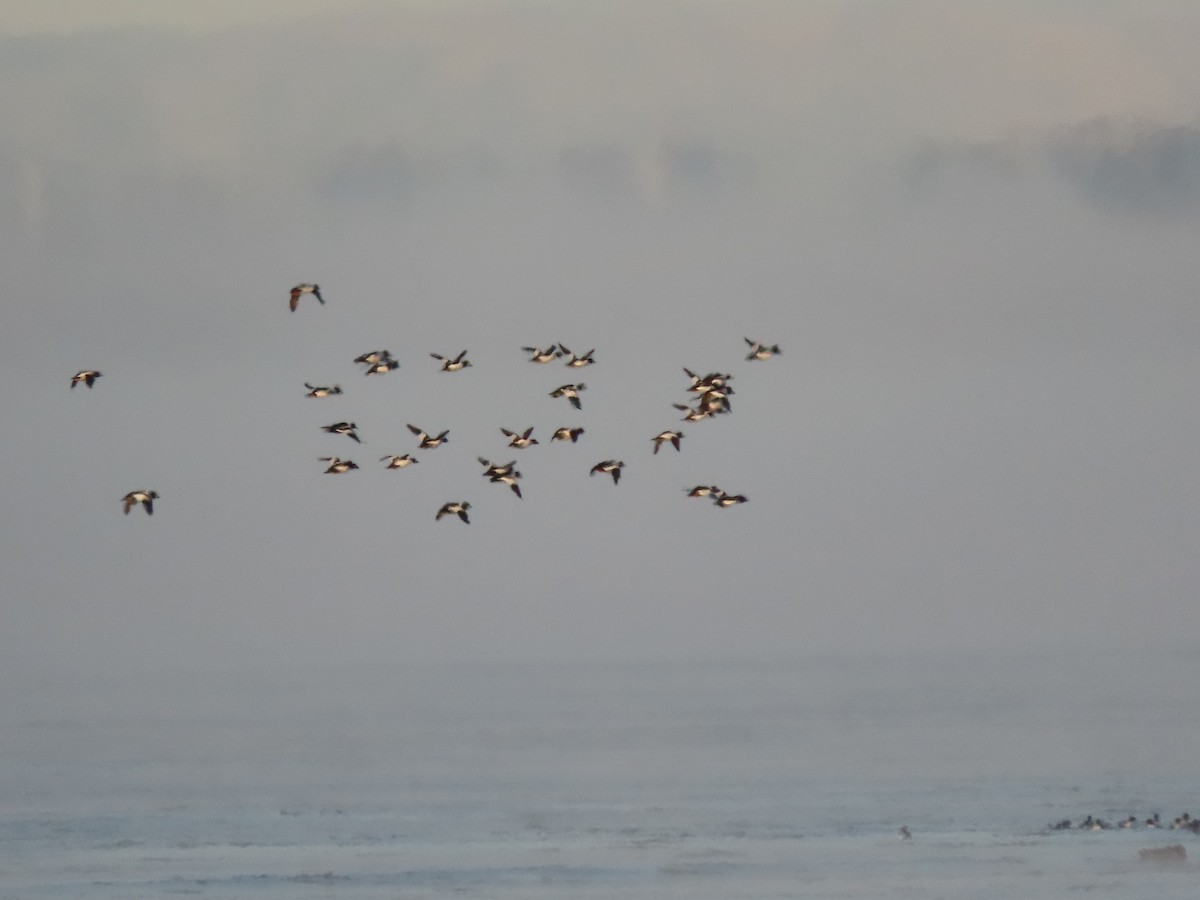 Common Goldeneye - ML517595631