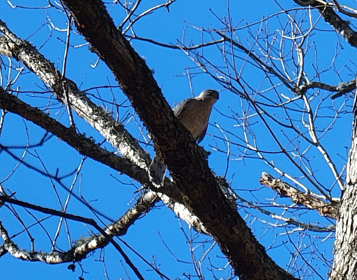 Cooper's Hawk - ML517595641