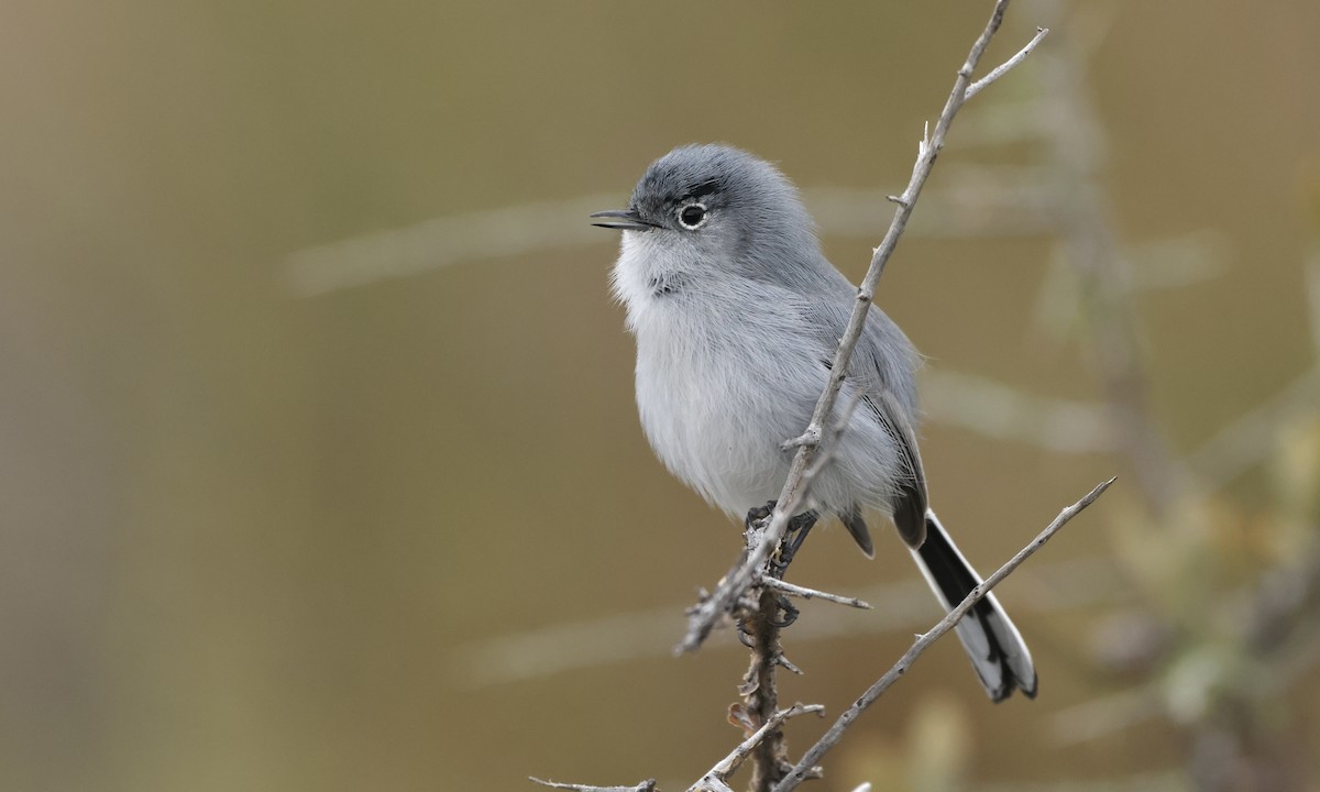 Black-tailed Gnatcatcher - Evan Larson