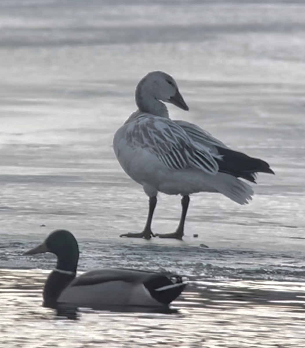 Snow Goose - ML517596541