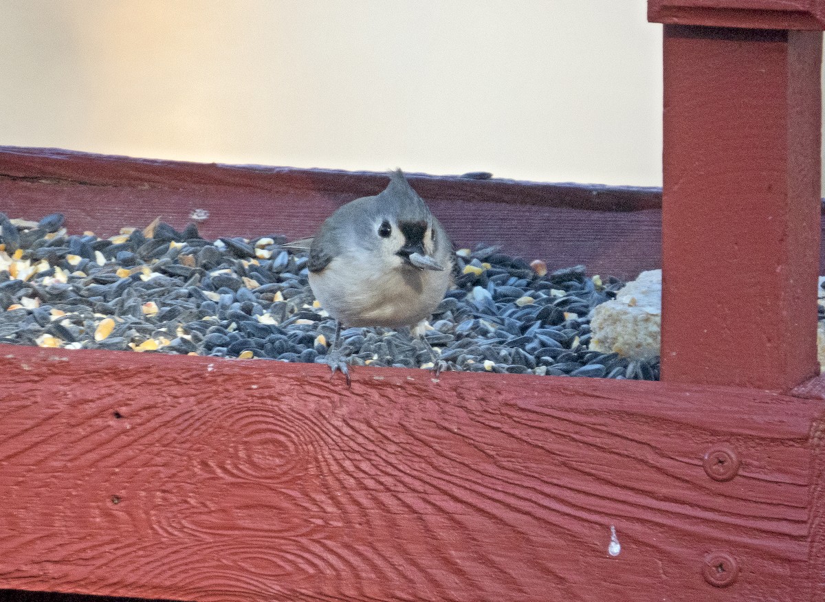 Tufted Titmouse - ML517597081