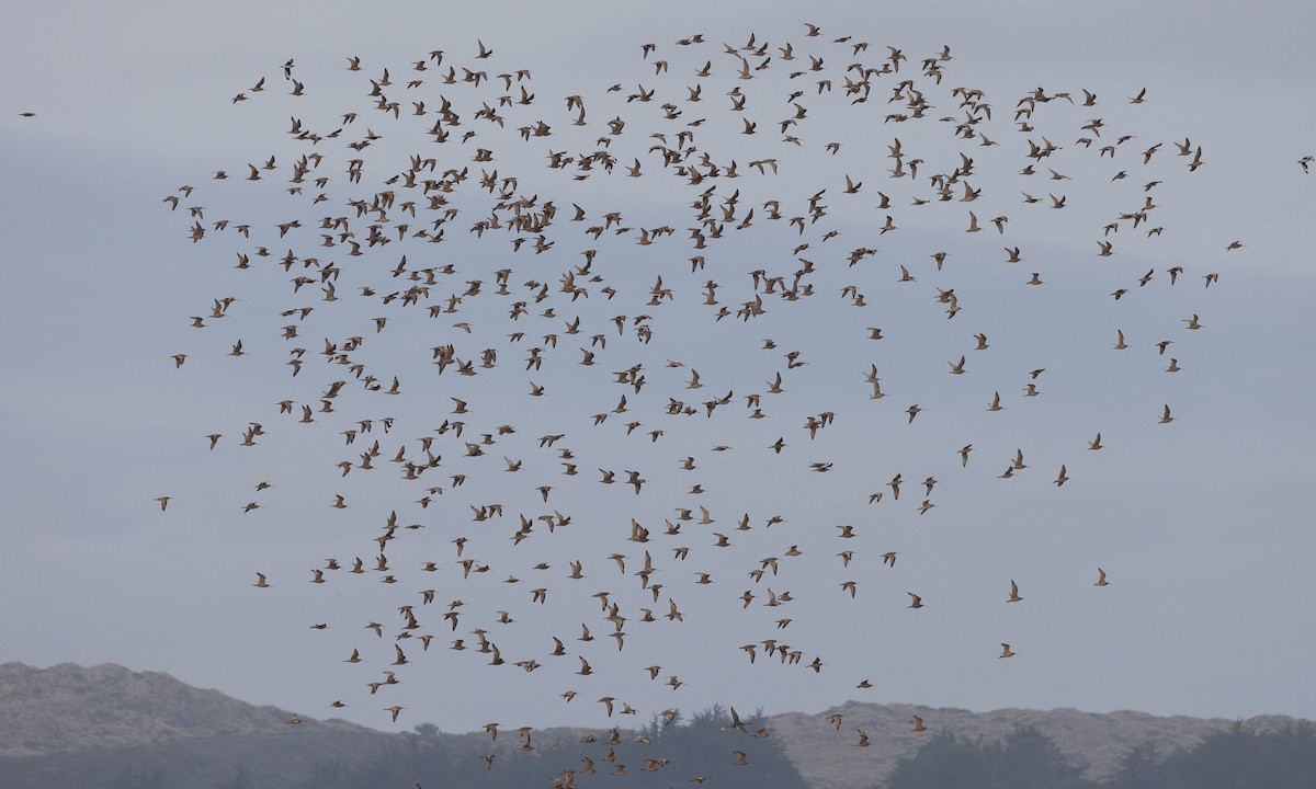 Marbled Godwit - ML517597391