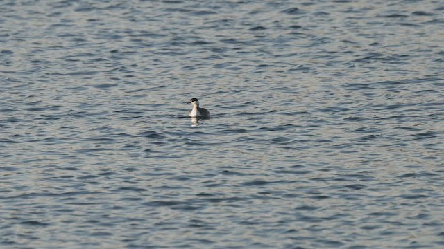 Horned Grebe - ML517597661