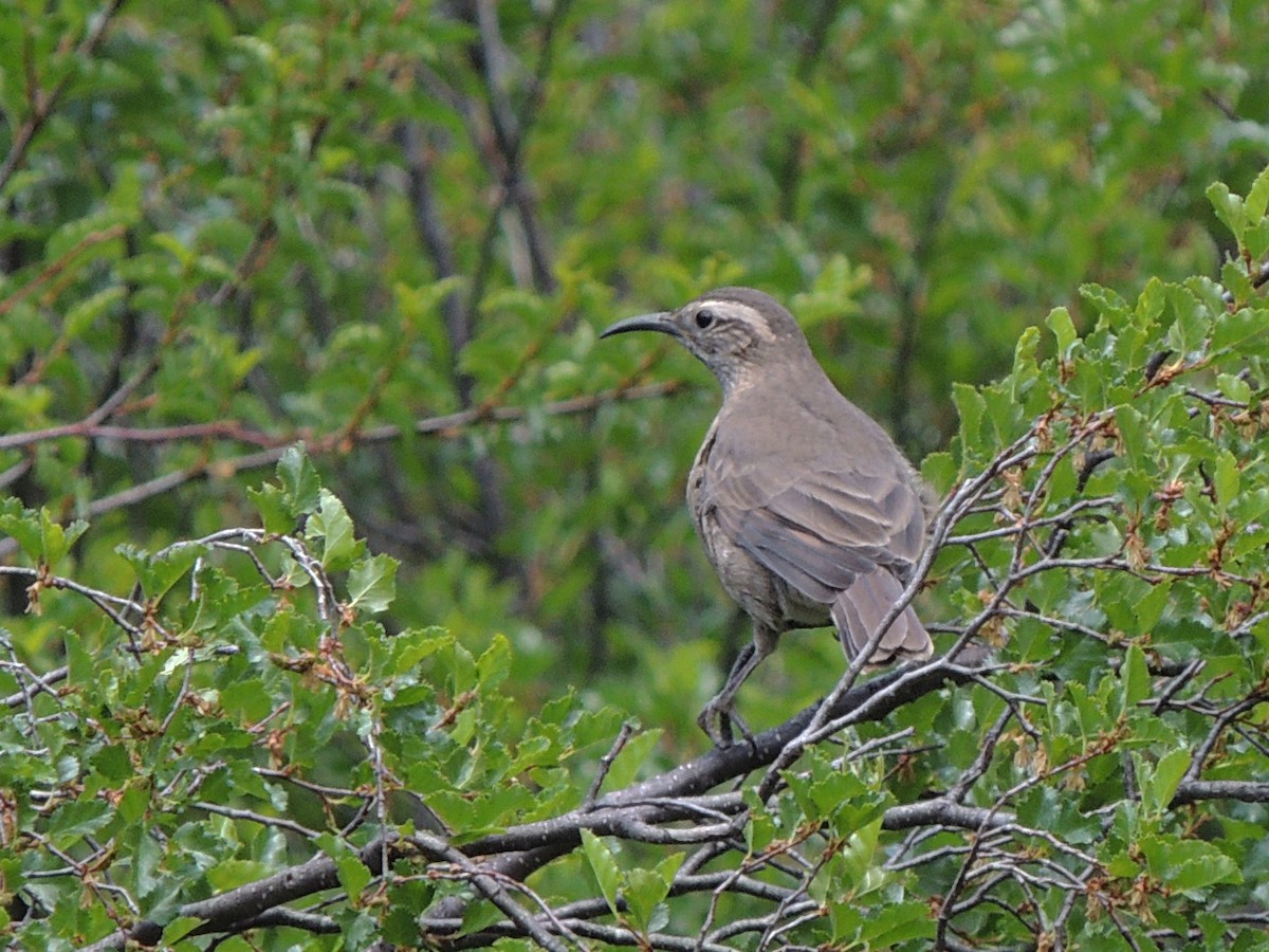 Patagonian Forest Earthcreeper - ML517597821