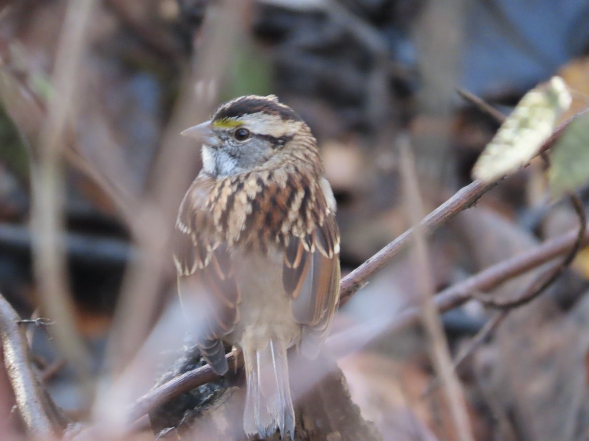 White-throated Sparrow - ML517598451
