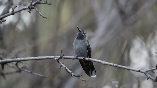 Colibri à gorge bleue - ML517598741