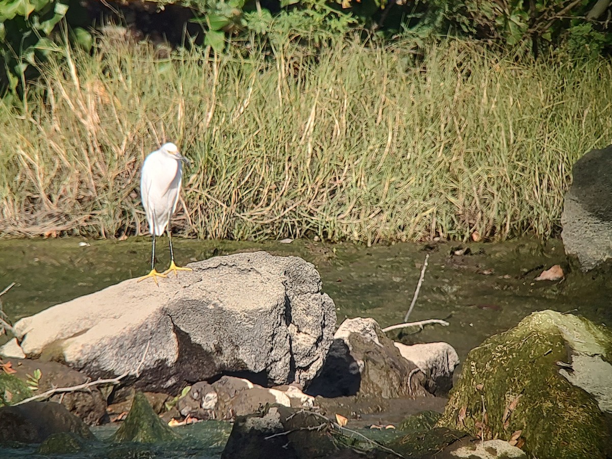 Snowy Egret - Lance Tanino