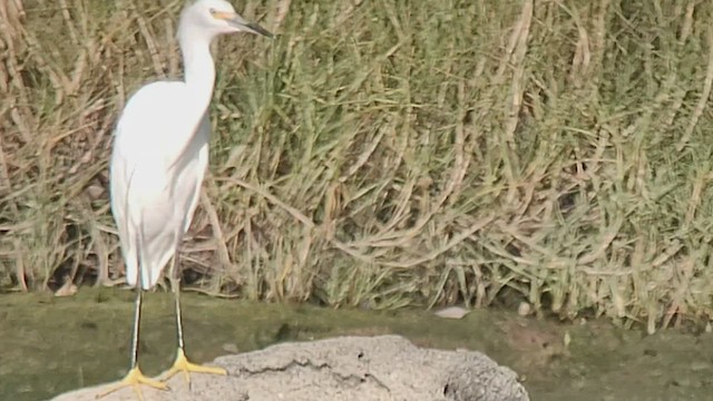 Snowy Egret - ML517600241