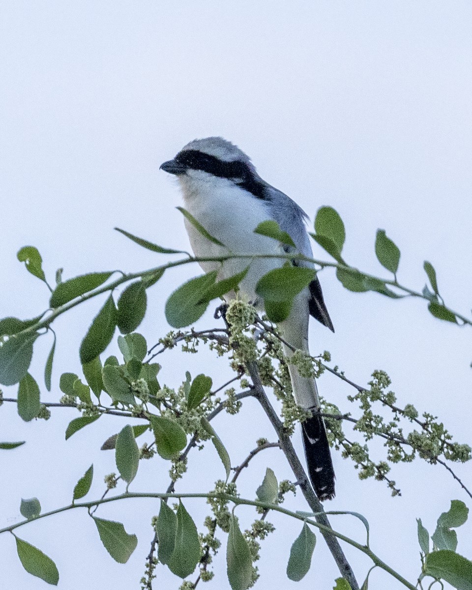 Gray-backed Fiscal - ML517600881