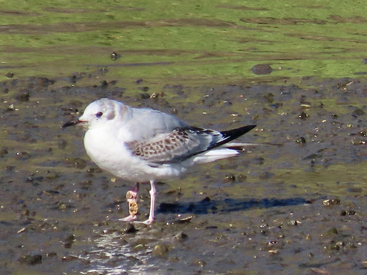 Mouette de Bonaparte - ML517601791