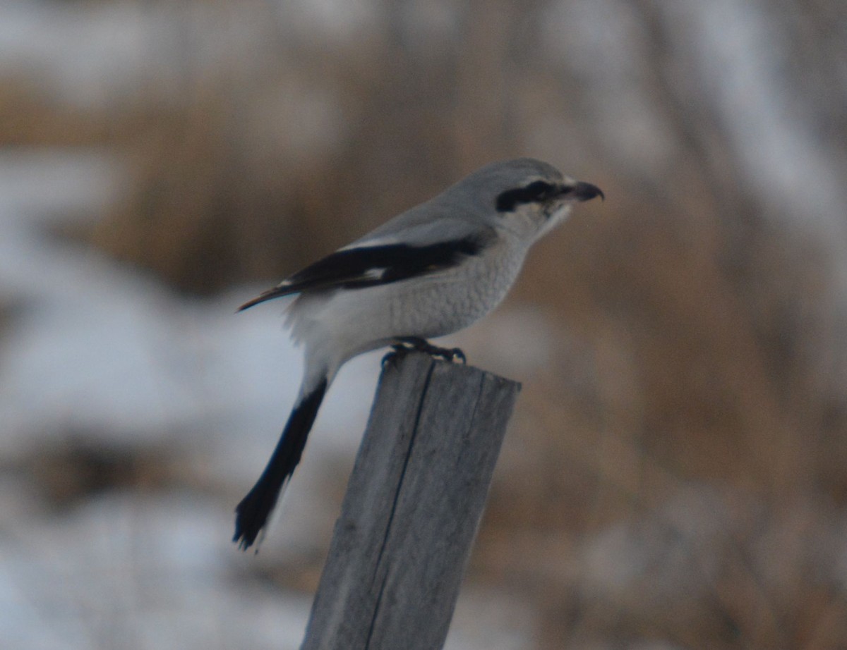 Northern Shrike - ML517602421