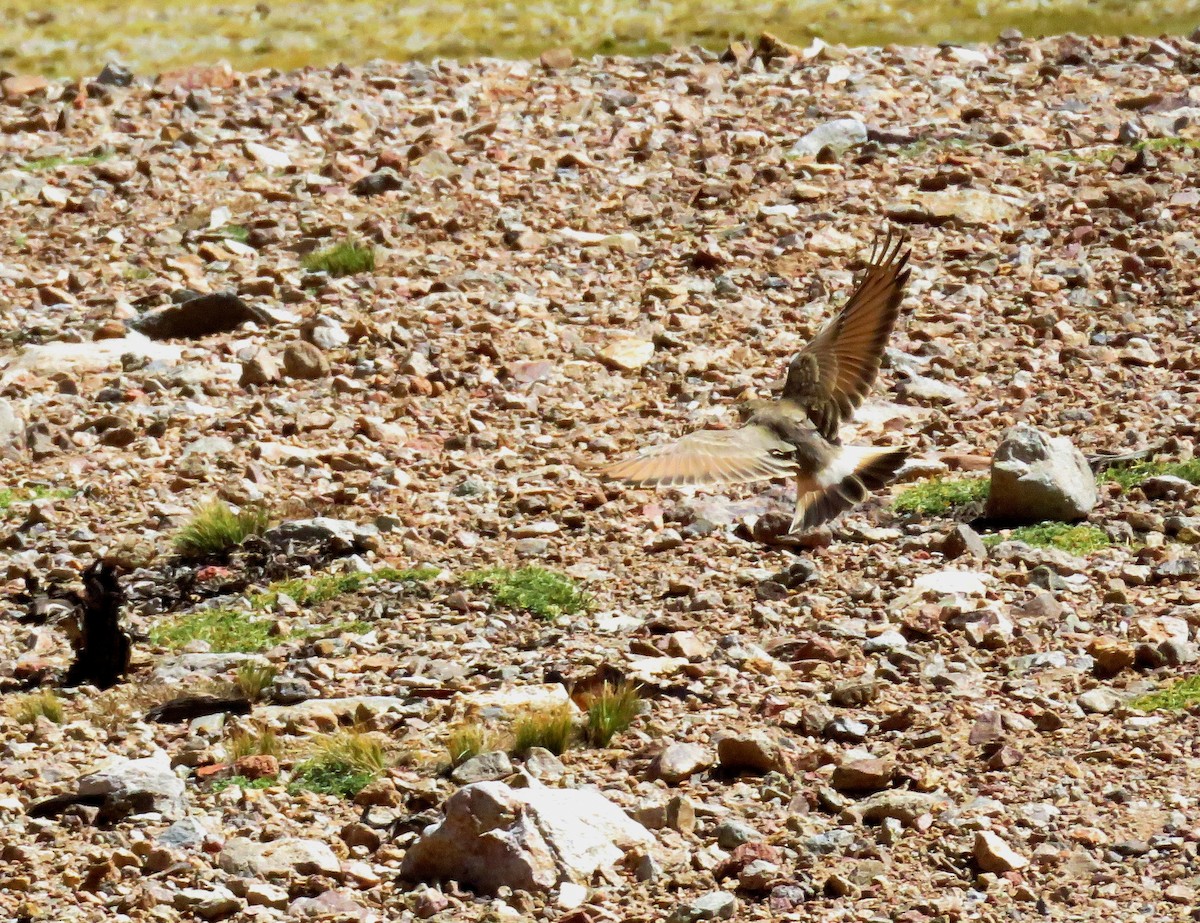 Creamy-rumped Miner - ML51760371