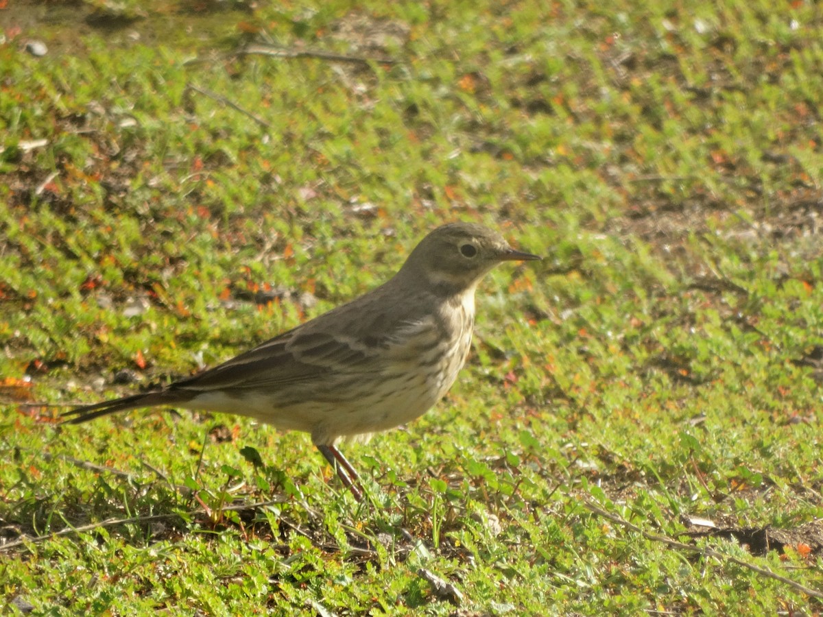 American Pipit - Cara Barnhill