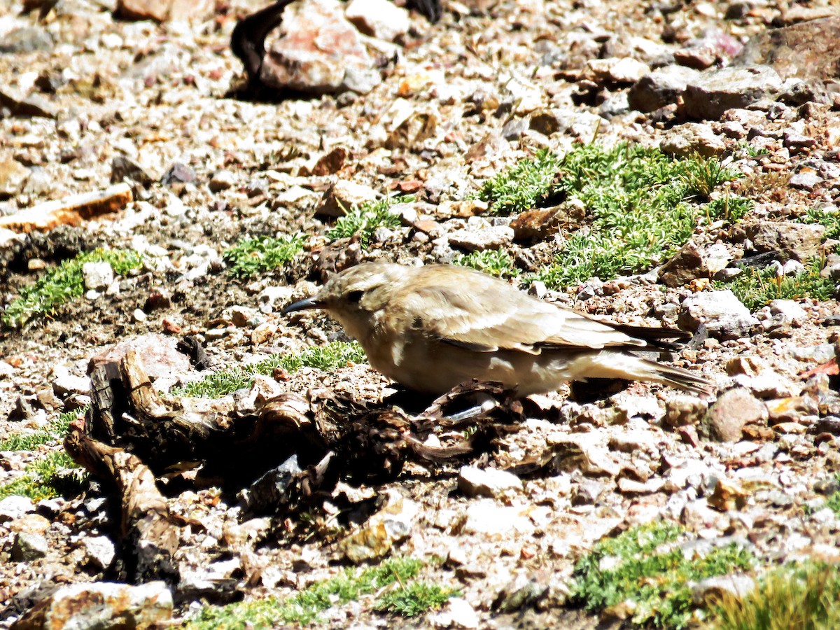 Creamy-rumped Miner - ML51760411