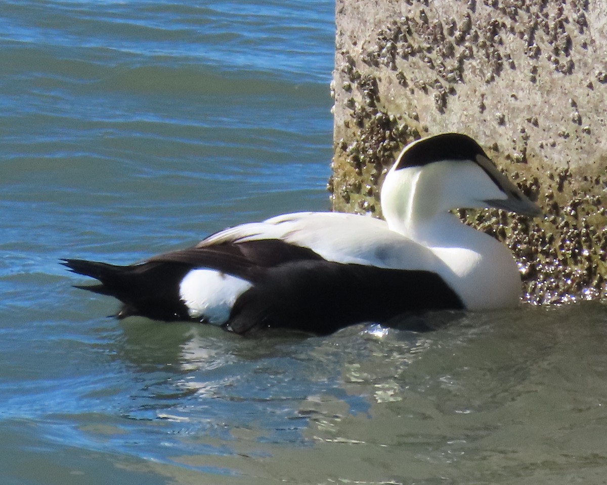 Common Eider - Karen Hogan