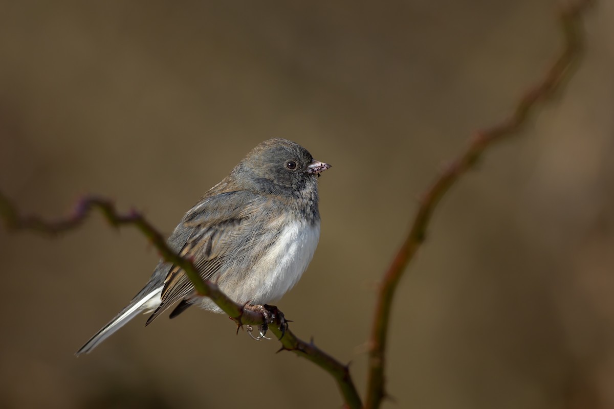Winterammer - ML517604201