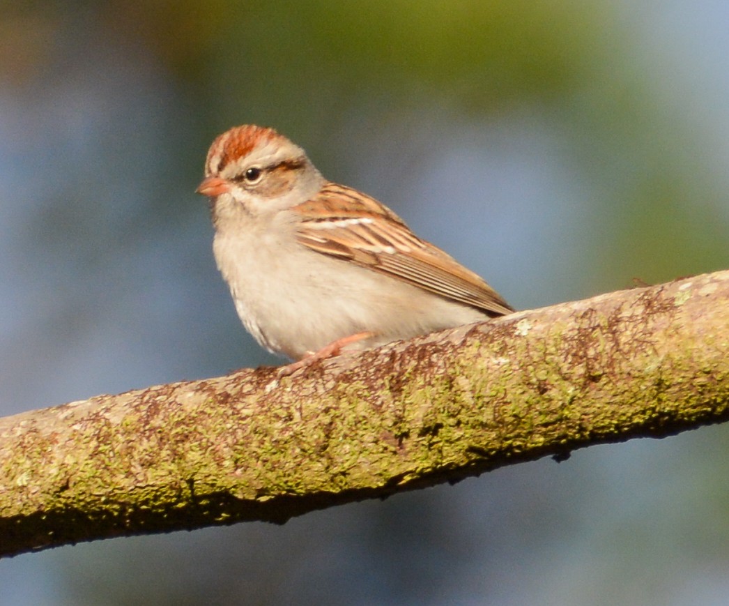 Chipping Sparrow - ML517605621