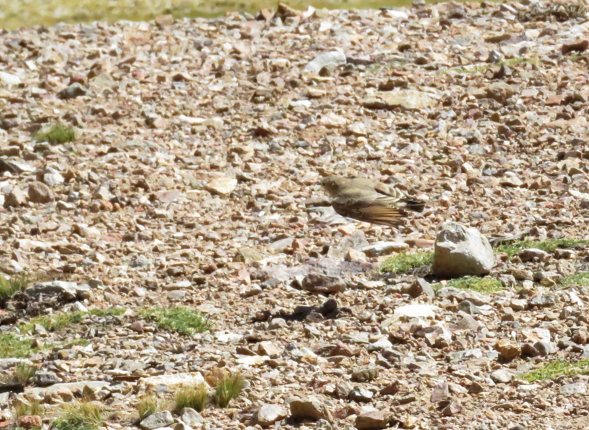 Creamy-rumped Miner - ML51760641